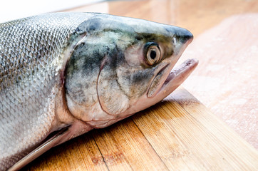 Fresh salmon head close up. healthy diet.