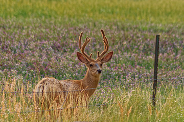 Summer Buck