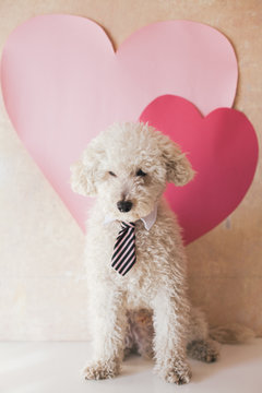 White poodle wearing a tie
