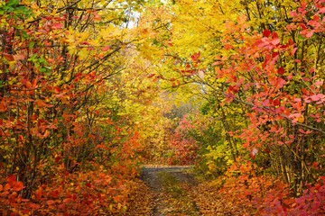 Colorful leaves of trees in the autumn forest, colors of leaf-fall. Autumnal forest landscape.