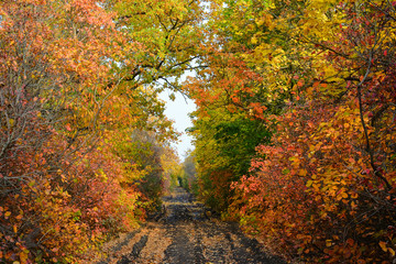 Naklejka premium Colorful leaves of trees in the autumn forest, colors of leaf-fall. Autumnal forest landscape.