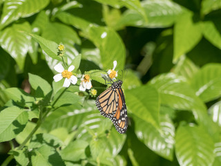 Monarch butterfly with wings closed om a small white bloom surrounded by a mass of leaves