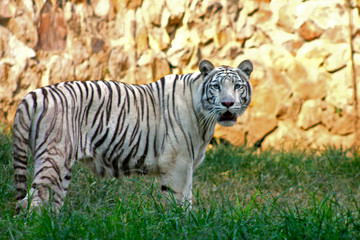 Fototapeta premium white tiger