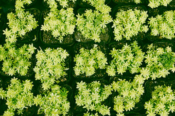Succulent plants set backgruond