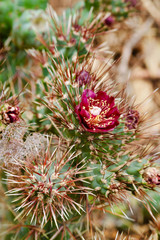 Cactus in Bloom