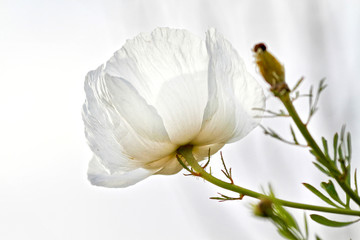 Fototapeta na wymiar White California Poppy