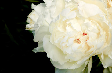 White Peony