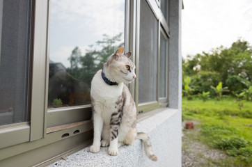 cats walk on the window