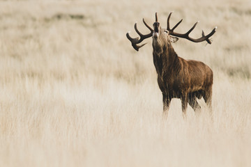 Red Deer (Cervus elaphus) stag bellowing during the rut
