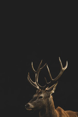 Red Deer (Cervus elaphus) portrait.
