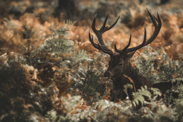 Red Deer (Cervus elaphus) portrait.