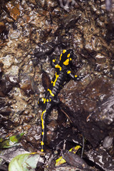 Fire salamander climbing on rocks