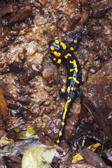 Obraz na płótnie Canvas Fire salamander climbing on rocks