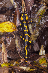 Fire salamander climbing on rocks