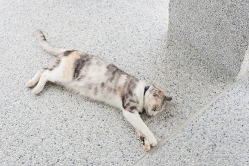 cat sleep on the ground
