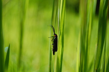 bug in grass