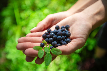 Heap of blueberry in the hands over natural forest background
