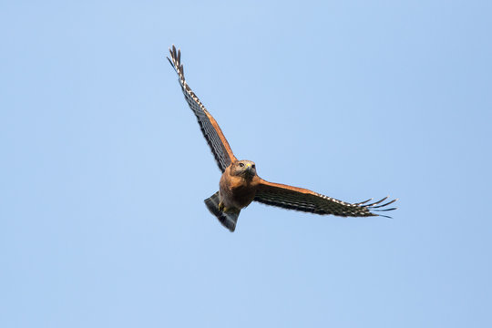 Red-shouldered Hawk Fly-by