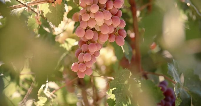 Sweet red Ripe grapes on a wineyard, growing in summer garden, closeup shot in sunset 4k