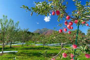 【青森県弘前市】岩木山麓津軽の秋、りんご園は収穫中