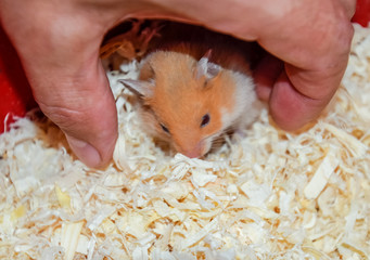 Hamster home in keeping in captivity. Hamster in sawdust. Red hamster.