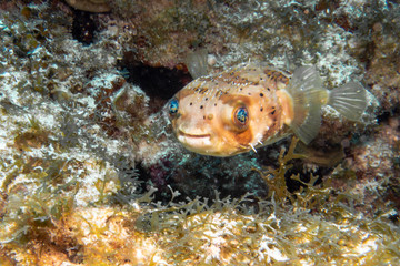 porcupine fish