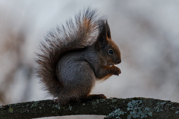 Squirrel sits on the branch and eating a nut 2