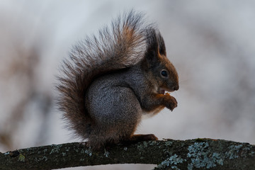 Squirrel sits on the branch and eating a nut 3