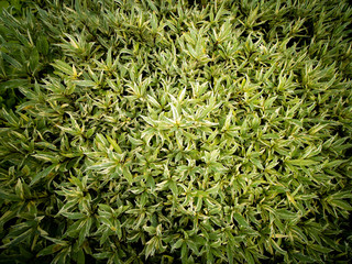 Flame Flower Plant Growing