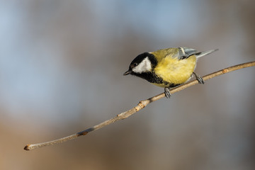 Great tit on a branch with sunlight
