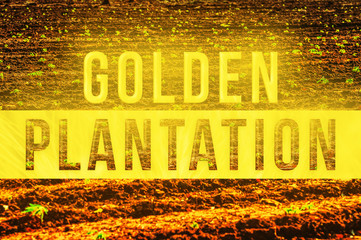 Golden Plantation. Illustrative of a plantation on background with the written Golden Plantation. Lucrative plantation.