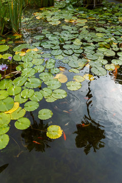 Reflection of palm tree in water pond with lilly pads