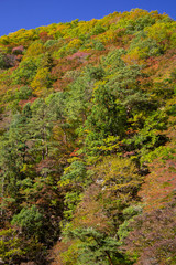 山の紅葉と青空