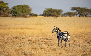 Fototapeta na wymiar Single common zebra, Equus quagga, in African landscape with tall grass and trees in background