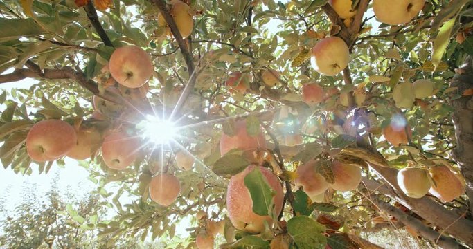 Bunches of sweet yellow apples hanging on branches of trees in summer or autumn garden closeup 4k
