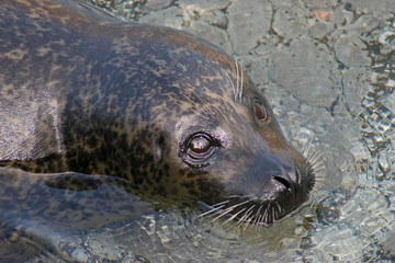 Seal