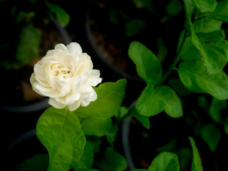Arabian Jasmine Flower Blooming