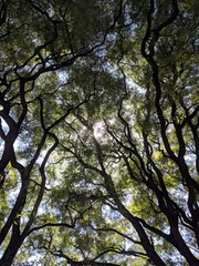 Forest in spring