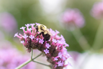 Bumble bee on purple flower