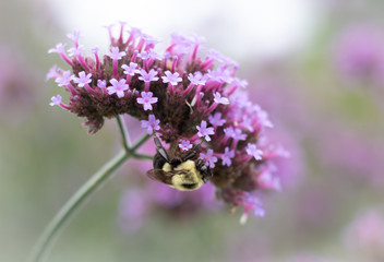 Obraz premium Bumble bee on purple flower
