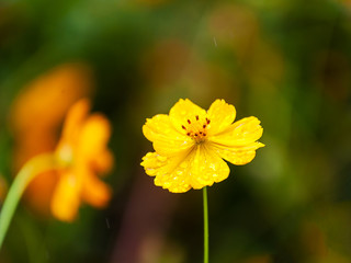 Wild  flowers in the rain with water droplets