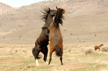Two Wild Mustang Stallions Fighting