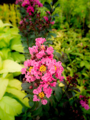 Bouquet of Pink Crape Flowers Blooming
