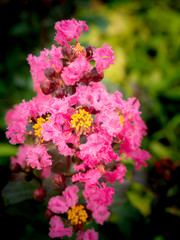 Bouquet of Pink Crape Flowers Blooming