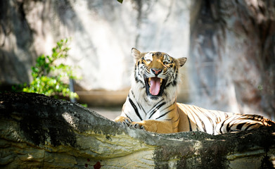 Obraz premium Tygrys Bengalski w lesie