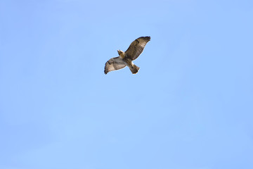 osprey in flight