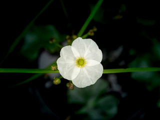 White Reed Amazon Flower Blooming