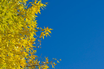 The texture and pattern of the yellow leaves and the blue sky.
