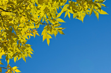 A view of the bright yellow leaves in the clear blue sky. 