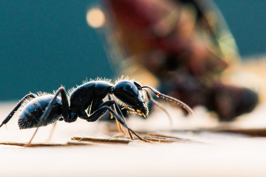Macro image of an ant with a beetle being eaten in the background